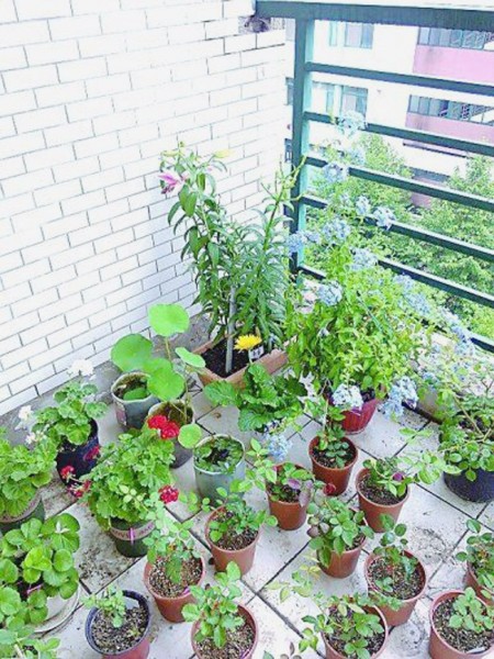 阳台上种些小花草是最天然的装修了,娱乐了自己也美化了环境。 阳台上种些小花草是最天然的装修了,娱乐了自己也美化了环境。