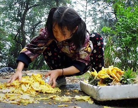 芳芳一捧一捧地将菠萝皮收集到泡沫箱子里。