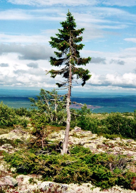 这棵高4米的这棵欧洲云杉，看起来很年轻，但其根系却已是近万年高龄。(维基百科)