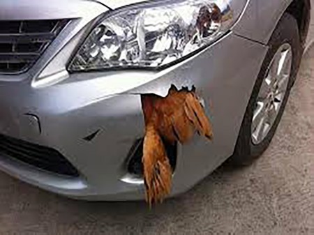 鸡把车撞出一个大窟窿。（网络图片）