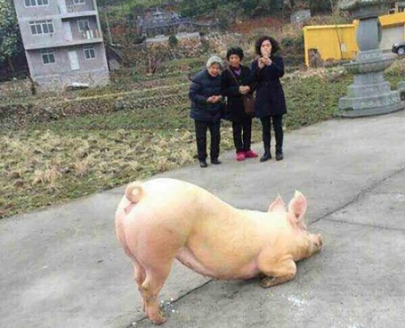 浙江温州一头猪跪倒在寺庙门口。（网络图片）