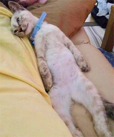 流浪小猫很快就开始霸占整个家。 流浪小猫很快就开始霸占整个家。