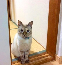 主人外出时,猫咪站在门口。 主人外出时,猫咪站在门口。