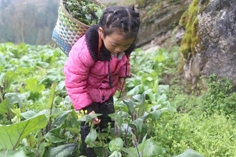 王安娜到邻居的菜地摘菜。 王安娜到邻居的菜地摘菜。