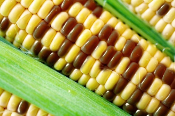 转基因玉米（123RF）