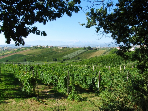 传统的意大利葡萄园（维基百科)
