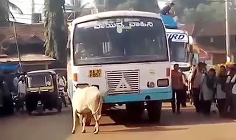 4年来，这头母牛象是向此辆公车讨还血债一样，几乎每天都会在相同的地点挡在公车前方。（视频截图）