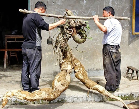 村民宋顺林挖到一根重达250公斤的葛根，外形十分像一个奔跑的人。（网络图片）