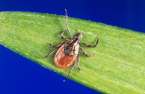 蜱虫，传播出血热病的途径之一（维基百科）