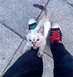 流浪小猫抓住裤腿不让走。 流浪小猫抓住裤腿不让走。
