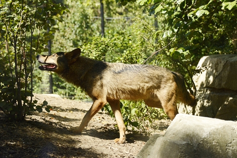 巴黎动物园中的狼（AFP/Getty Images）