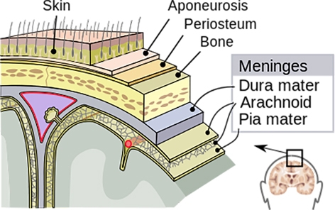 中枢神经系统的脑膜：硬脑膜、蛛网膜，及软网膜。（维基百科）