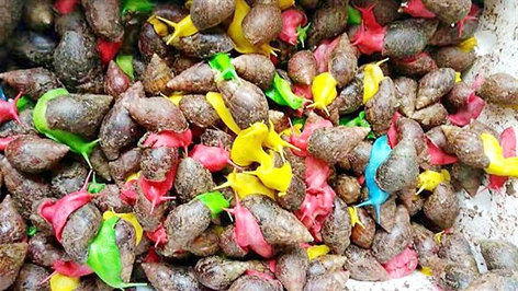 彩色蜗牛(网络图片) 彩色蜗牛(网络图片)