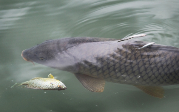 在美国五大湖内泛滥的亚洲鲤鱼（Getty Images)
