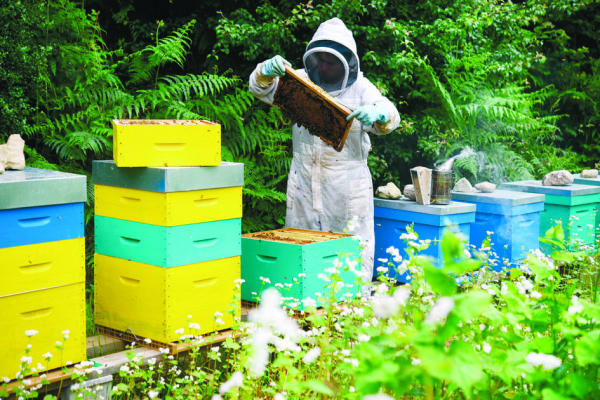 位于法国西部Ploerdut城市的养蜂人（AFP/Getty Images）