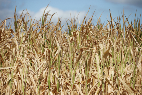 德国因干旱而提前枯黄的玉米（Sean Gallup/Getty Images）
