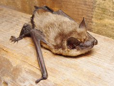 携带狂犬病病毒的大棕蝠蝙蝠（Mnolf／维基百科）
