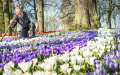 荷兰库肯霍夫公园的园丁在精心料理郁金香