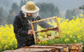百岁抗癌寿星 拒化疗上山养蜂