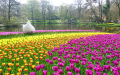 法国世华旅行社  春季荷兰周末赏花游火热报名开始