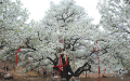 辽宁500岁梨树开花 树冠直径达40余米 年产梨六千斤