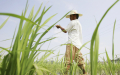 袁隆平“超级稻”  万亩绝收    超级水稻是否适合中国？