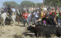 西班牙 禁止斗牛节杀牛