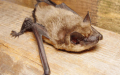 西班牙两人被携带狂犬病病毒的蝙蝠咬伤
