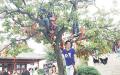 香山公园，三位游客爬上挂着吉祥符的大树拍照。