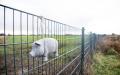 德国、丹麦边境防野猪的栅栏（AFP／Getty Images）