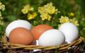 鸡蛋是许多百岁老人餐桌上共同的好食物，一天一颗蛋，健康永相伴！（图片来源：Pixabay）​​​​