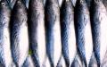 适当进食一些鱼肉有益健康，但是误摄入鱼中的有害物质，却会危害健康。（图片来源：Pixabay）​​
