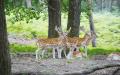 朗布依埃野生森林动物园（Espace Rambouillet）的梅花鹿（摄影：李牧/看中国）
