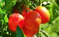 西红柿具有凉血平肝和清热解毒之功效。