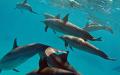 30只海豚离奇搁浅“集体冲向岸上”，游客一看不对劲！（示意图/图片来源：Pixabay）