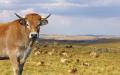  法国奥弗涅（Auvergne）地区出产的欧布拉克（Aubrac）牛（123RF）