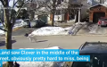 ​​加拿大渥太华一名女子日前外出遛狗，突癫痫发作倒地，幸得爱犬冒死拦车求救救她一命。（图片来源：视频截图)）