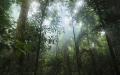 塞纳在鳄和蛇出没的亚马逊丛林中靠吃鸟蛋和野果充饥。（示意图 / 图片来源：Pixabay）