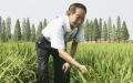 2006年6月，袁隆平在湖南长沙的一片杂交水稻田里。（Guang Niu/Getty Images）