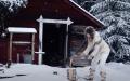瑞典金发美女乔娜・金顿在北极圈森林的日常生活视频爆红（图片来源:视频截图）