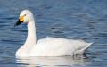 小天鹅（Bewick's Swan）（Maga-chan/Wikipedia/CC BY-SA 2.5)