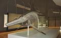 图为：斯图加特自然史博物馆里的泰曼鱼龙的骨架模型。（Ghedoghedo/Wikipedia/CC BY-SA 3.0)