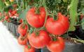蕃茄含有茄红素，抗氧化能力高，能防止衰老。（图片来源：Pixabay）