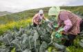 农村妇女在收割农作物。（图片来源：STR/AFP via Getty Images）
