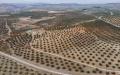 西班牙去年11月份的一个橄榄园（Carlos Gil/Getty Images）