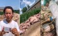 黑龙江一养猪场因突然停电造成400多头生猪死亡，损失约百万。（图片来源：视频截图）