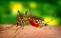 携带登革热病毒的雌性埃及斑蚊，以人类血液为食。（图片来源：Smith Collection/Gado/Getty Images）