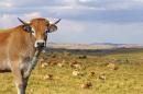  法国奥弗涅（Auvergne）地区出产的欧布拉克（Aubrac）牛（123RF）