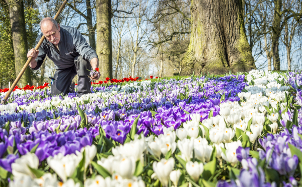 荷兰库肯霍夫公园的园丁在精心料理郁金香