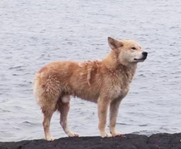 狗狗Noorung守候在海边。
